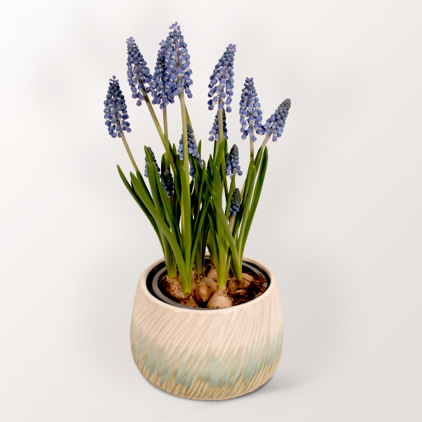 Beautiful Grape Hyacinth in a Pot