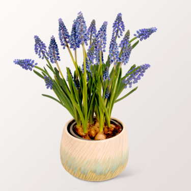 Beautiful Grape Hyacinth in a Pot