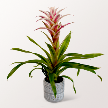 Exotische Guzmania im Topf