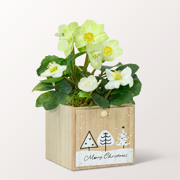 White Snow Rose in a wooden box