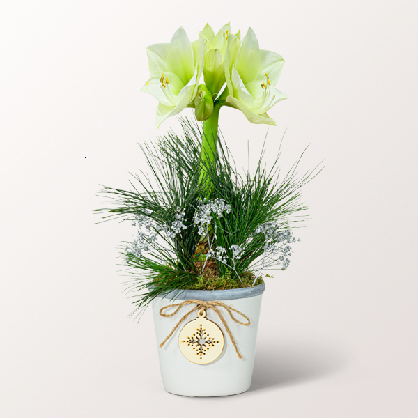 White Amaryllis in a sweet ceramic pot