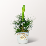 White Amaryllis in a sweet ceramic pot