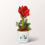 Red X-Mas Amaryllis in a ceramic pot