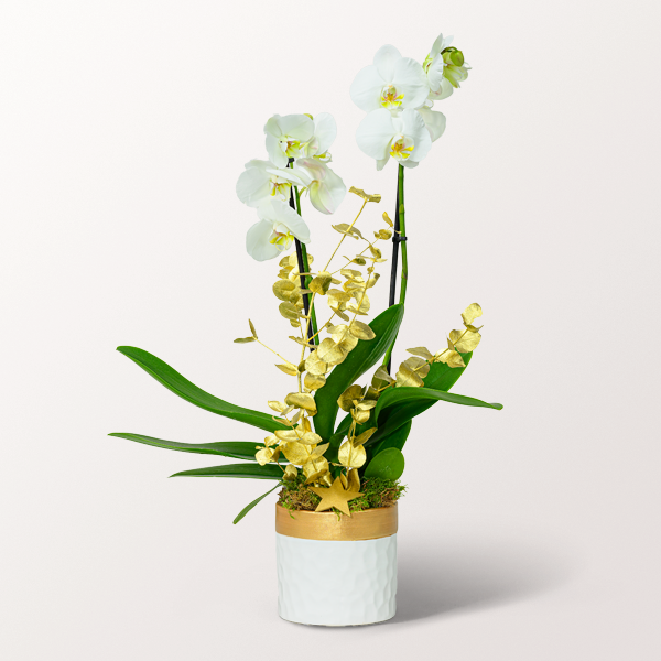 Weiße Orchidee im eleganten Topf