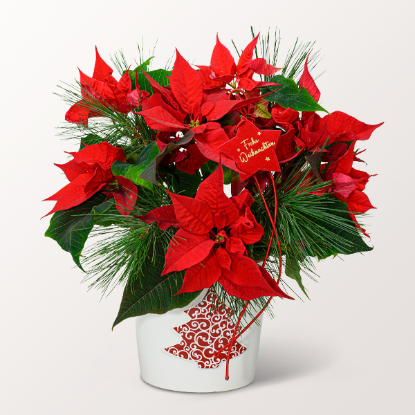 Red Poinsettia in a ceramic pot