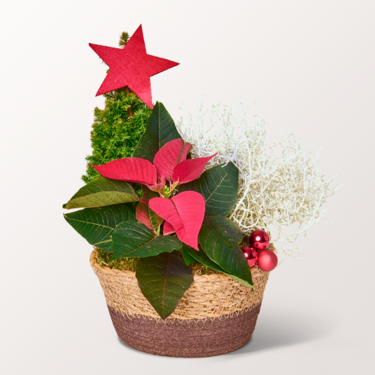 Rotes Weihnachtsstern-Arrangement