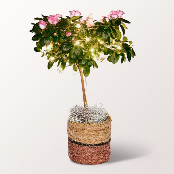 Christmas Azalea with light chain