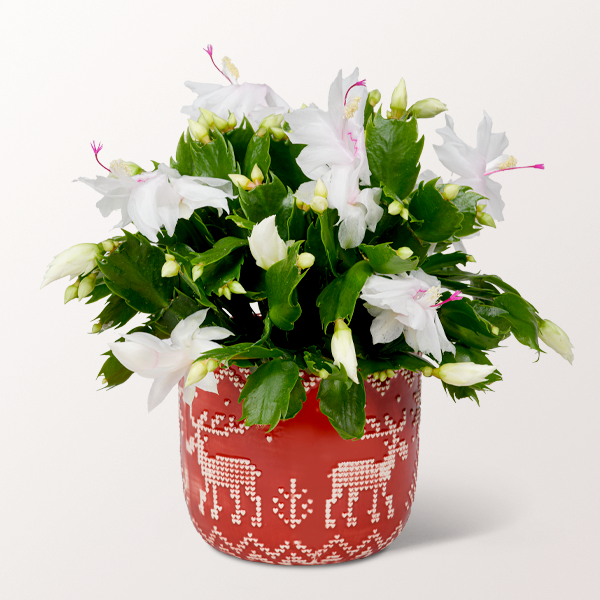 Christmas Cactus in a Pretty Winter Pot