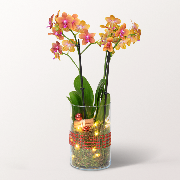 Orange Orchid in a Glass