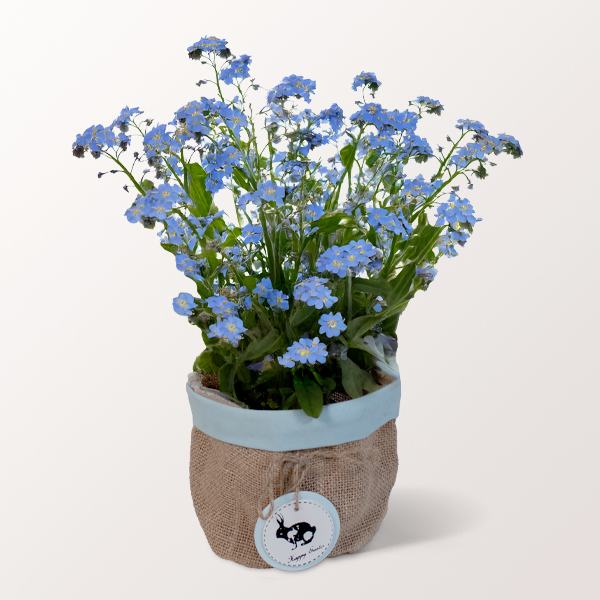 Forget-me-not in a Easter Pot