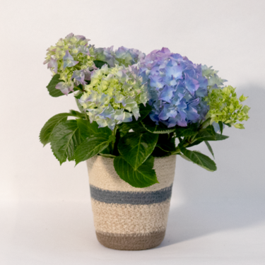 Blaue Hortensie im Korb mit Limoncello