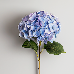 hydrangea