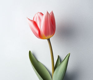 Tulpen