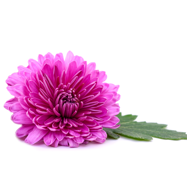 Chrysanthemum