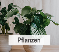 Blumen verschicken mit Gratis-Geschenk | Blumenversand FloraPrima